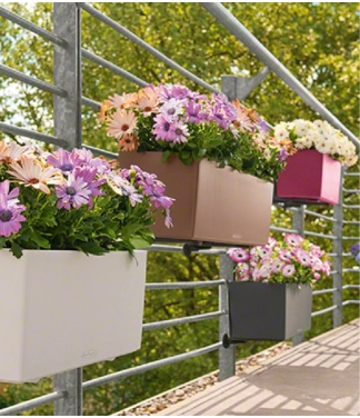 loveliai gelems lechuza