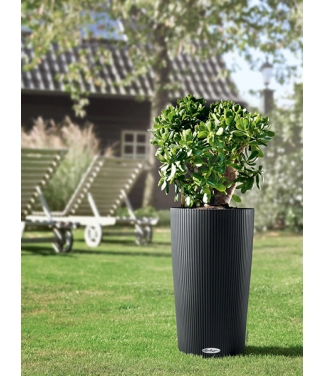 išmanusis lechuza vazonas gėlėms