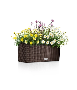 lovelis gelems lechuza balconera