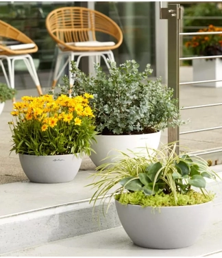 lechuza vazonai išmanieji