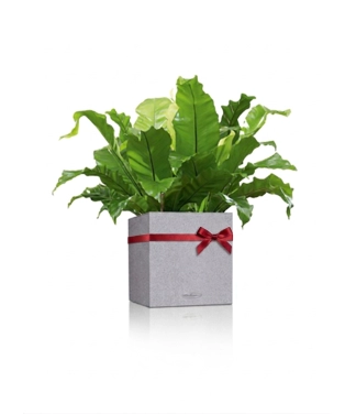 Lauko vazonas Lechuza Canto Stone