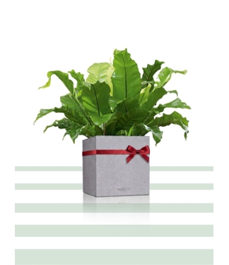 Lauko vazonas Lechuza Canto Stone