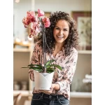 Vazonas orchidėjoms Lechuza Orchidea 4