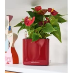 raudonas lechuza vazonas 2