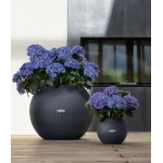 lechuza vazonas puro apvalus pilkas 4