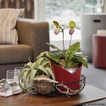 Stilingas plastikinis vazonas orchidėjoms Lechuza Orchidea 2