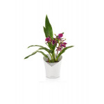 Stilingas plastikinis vazonas orchidėjoms Lechuza Orchidea 5