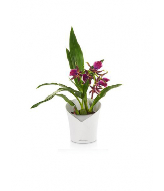 Stilingas plastikinis vazonas orchidėjoms Lechuza Orchidea