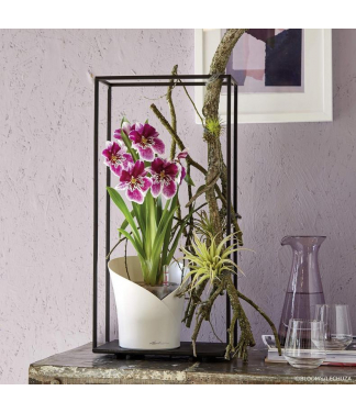 Stilingas plastikinis vazonas orchidėjoms Lechuza Orchidea
