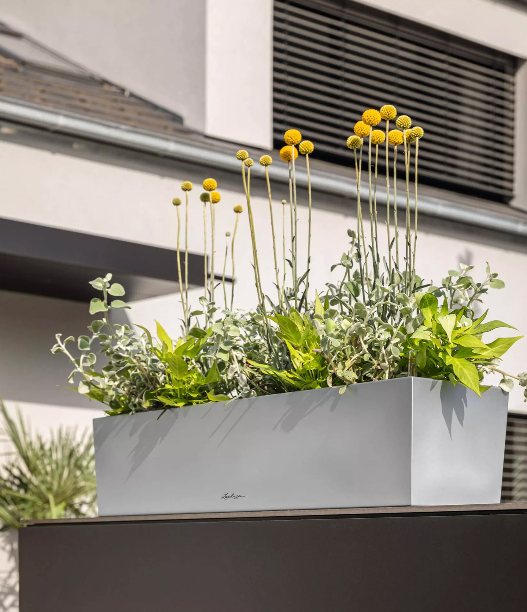 Nerūdijančio plieno Lechuza vazonas Balconera Steel 50 8 Nerūdijančio plieno Lechuza vazonas Balconera Steel 50 8